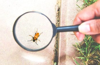 A verdade sobre as pragas urbanas