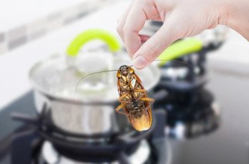 Controle de pragas em restaurantes: mantendo seu estabelecimento seguro e limpo