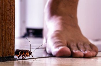 Os riscos à saúde associados à infestações de pragas