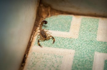 Manejo Integrado de Pragas (MIP): Proteja sua produção com sustentabilidade