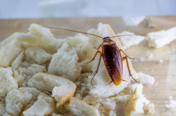 Barata francesinha transmite doença: riscos à saúde e como prevenir
