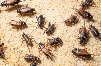 Controle de baratas francesinhas na indústria alimentícia: como proteger a segurança do seu negócio