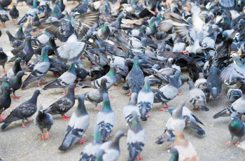 Sistema de Controle de Pombos LH-120 tecnologia eficiente e ecológica