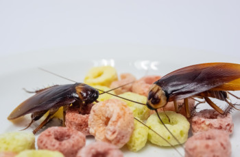 Manejo integrado de pragas na indústria alimentícia