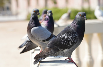 Sistema LH-120: como funciona a tecnologia que repele pombos com segurança