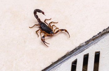 Controle de escorpiões em casa: o que você precisa saber e por que contar com especialistas