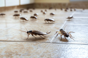 Exterminseto: Empresa  de controle de pragas certificada ISO9001